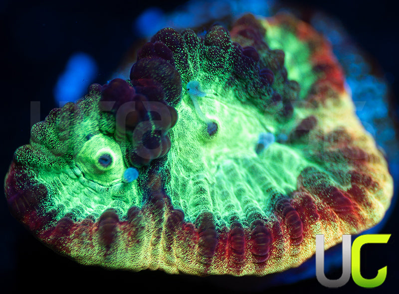 JF Psycho Rainbow Rim Favia