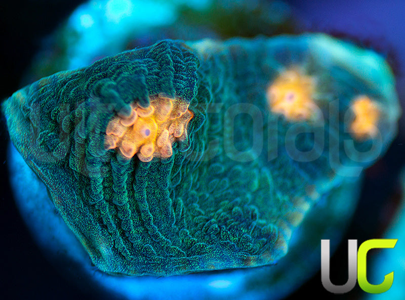 NEW RELEASE: UC Empire Chalice