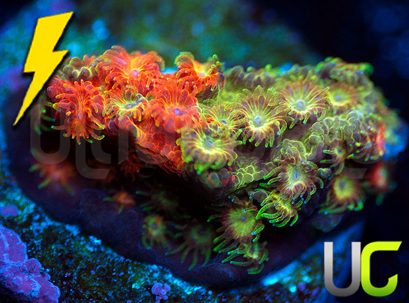 LC Circuit Breaker Cyphastrea