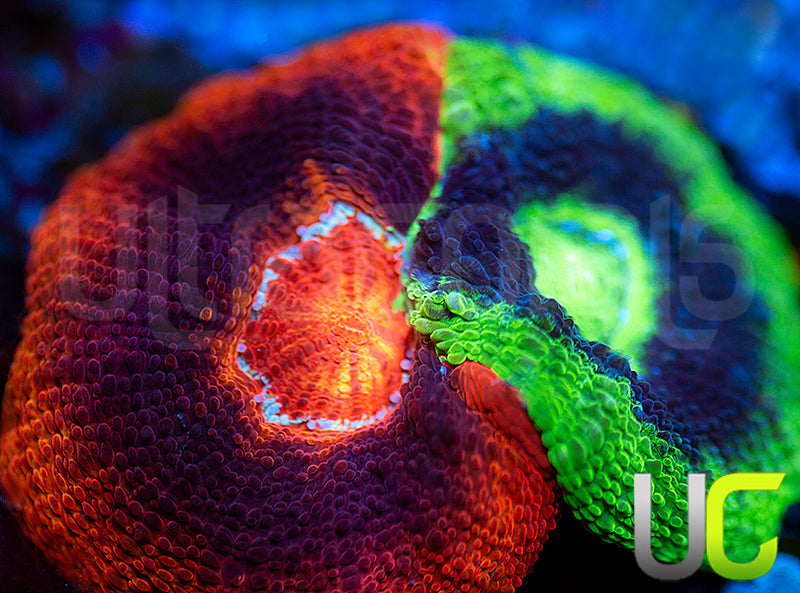 UC Master Bowerbanki