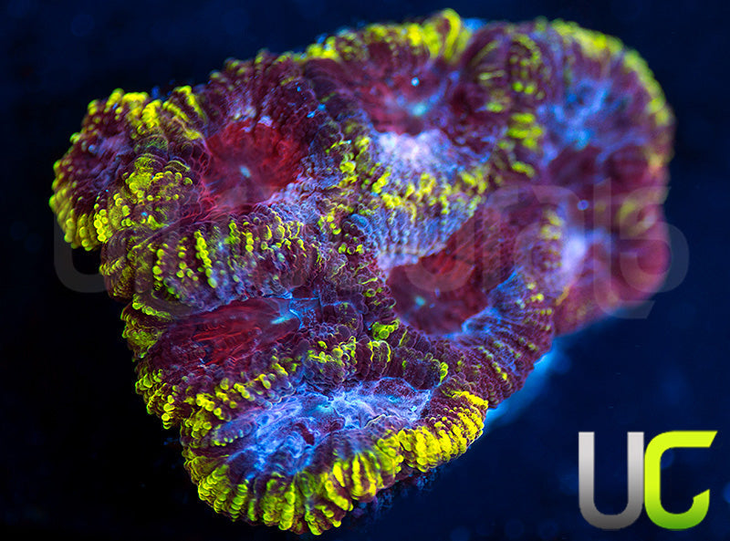 UC Fairgrounds Favia