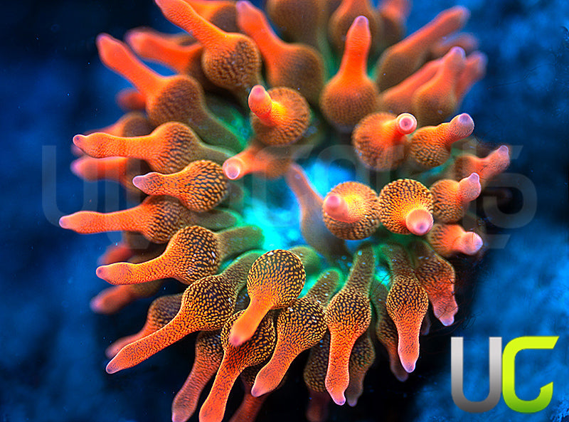 UC Spitfire Anemone - Medium