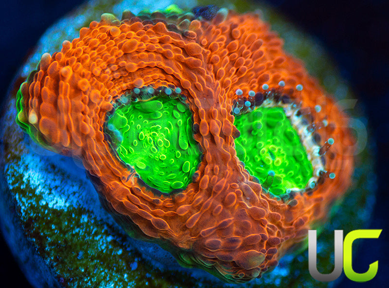 Agent Orange Acan Echinata