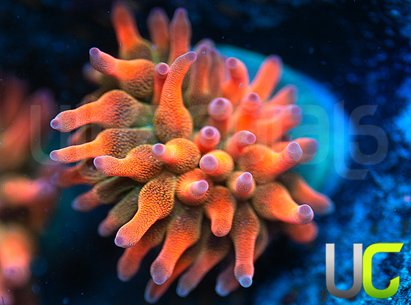 UC Spitfire Anemone - Medium