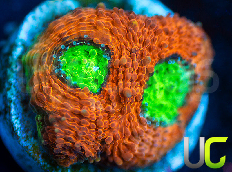 Agent Orange Acan Echinata