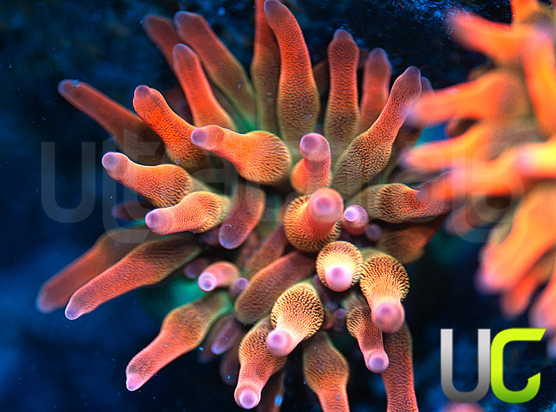 UC Spitfire Anemone - Small