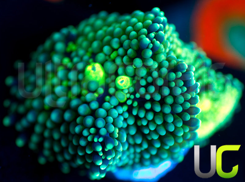 UC Aqua Blue Ricordea