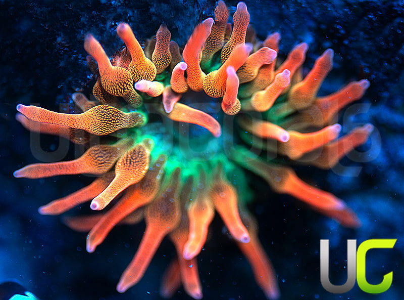 UC Spitfire Anemone - Small