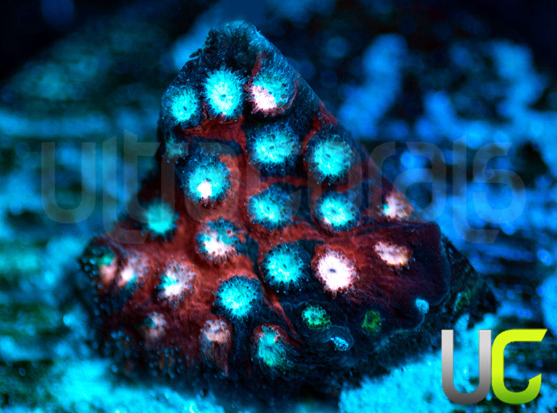 JF Fender Bender Cyphastrea