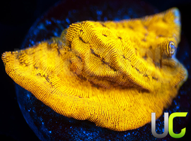 UC Golden Dragon Lepto