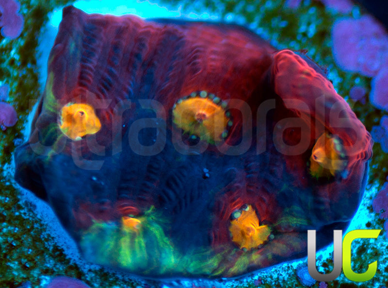 RR Brimstone Favites