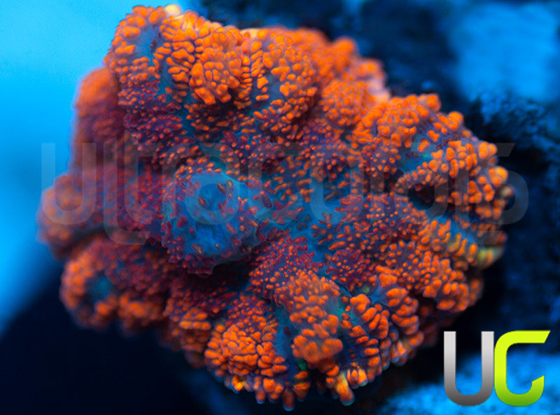 UC Hells Spells Mushroom