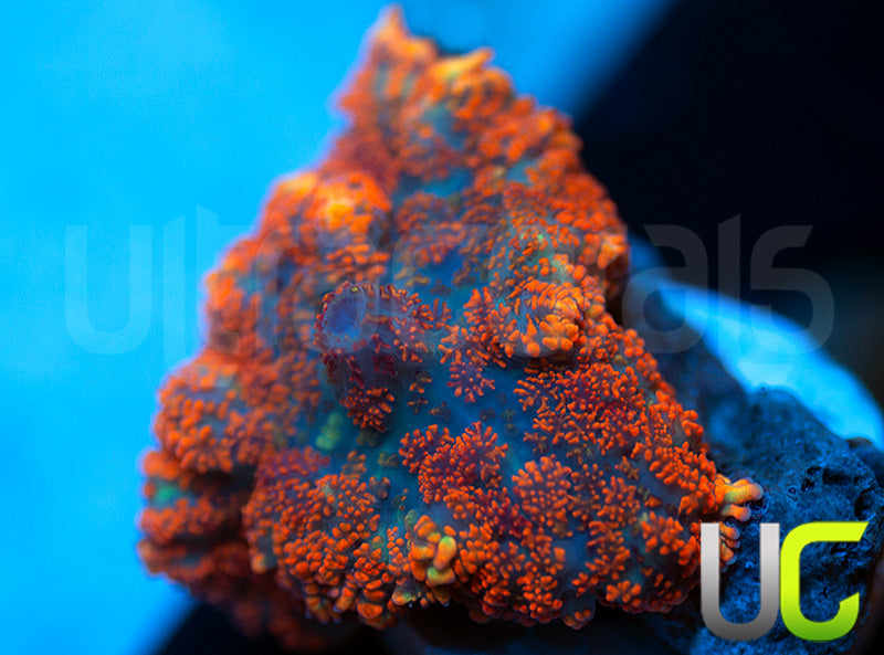 UC Hells Spells Mushroom