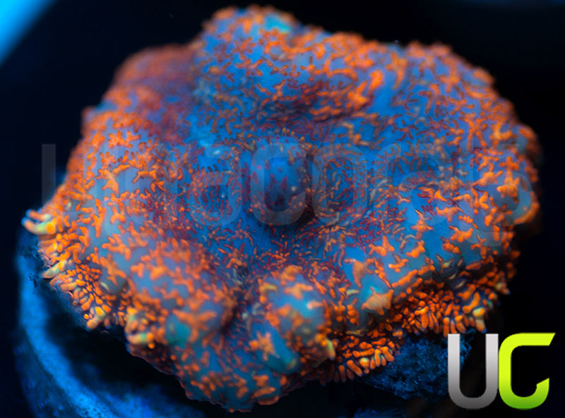 UC Hells Spells Mushroom