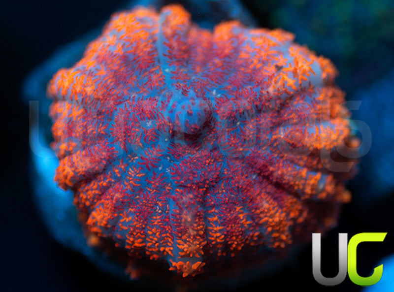 UC Hells Spells Mushroom