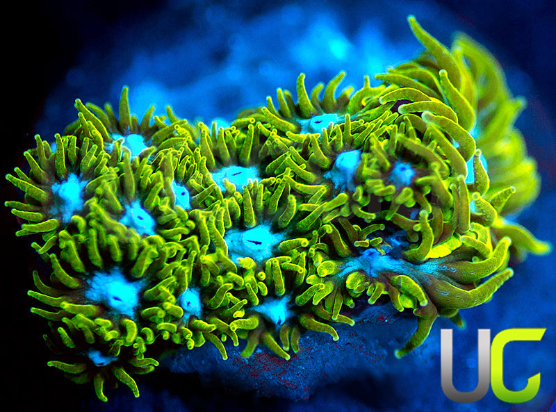 UC Blue Eyed Girl Leptastrea