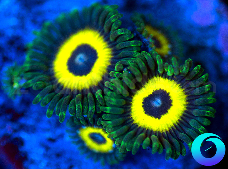 GloWorms
