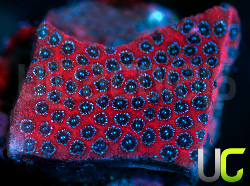 Darth Maul Porites