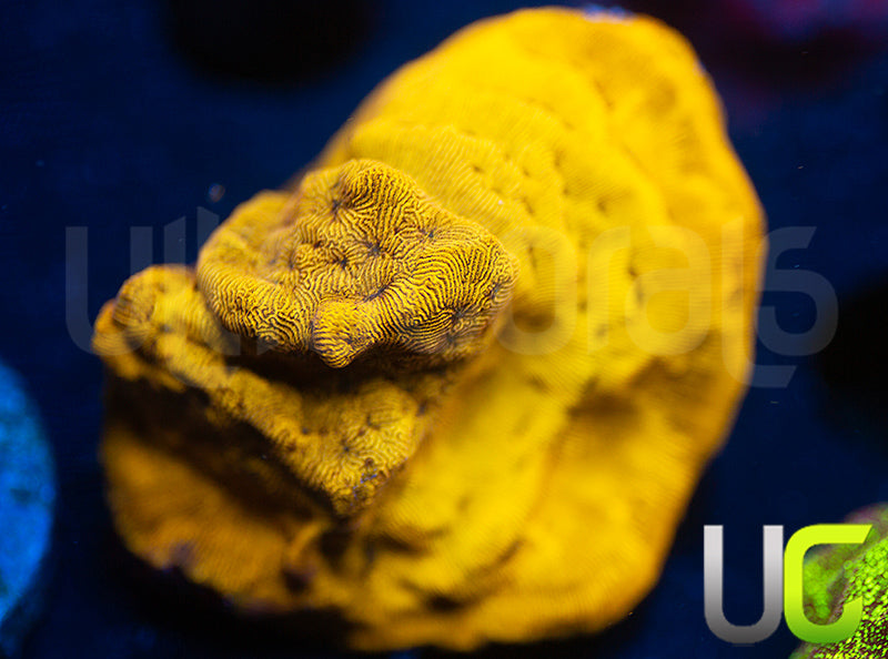 UC Golden Dragon Lepto