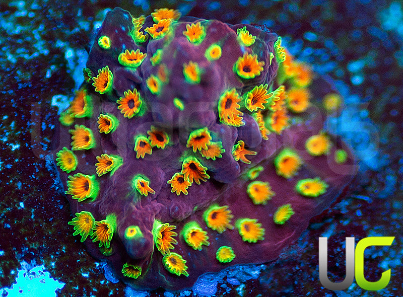 WWC Looney Tunes Stylo