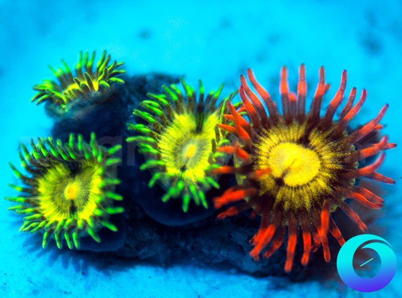 NEW RELEASE: Thunder Down Under Combo