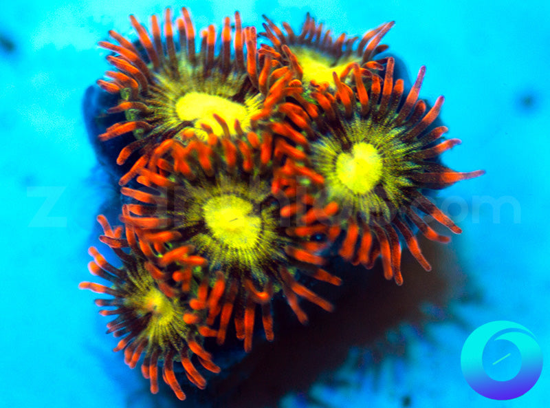 NEW RELEASE: Thunder Down Under