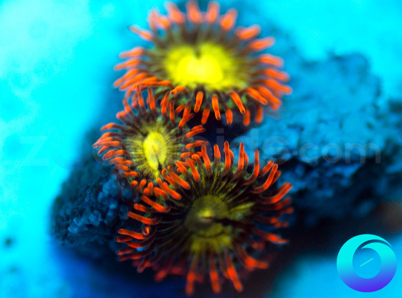 NEW RELEASE: Thunder Down Under