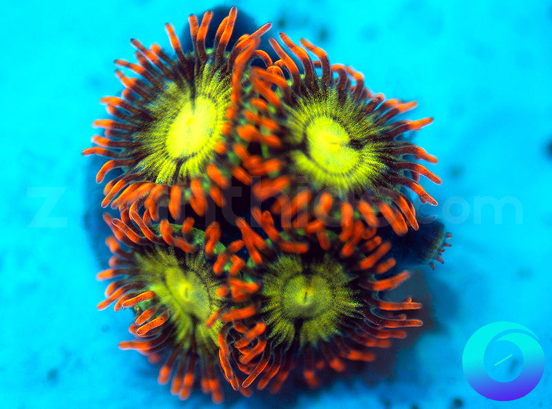 NEW RELEASE: Thunder Down Under