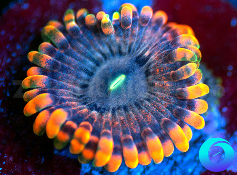 Fairy Fart