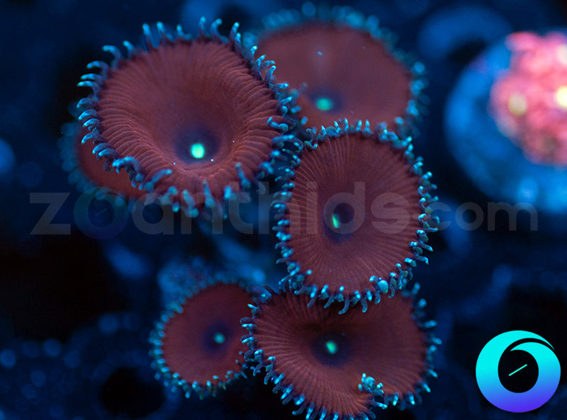 Purple Death Protos