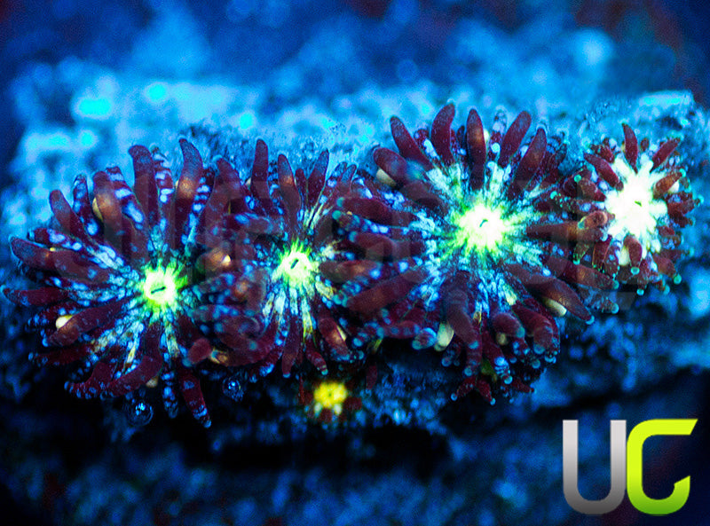 UC Stunt Double Leptastrea