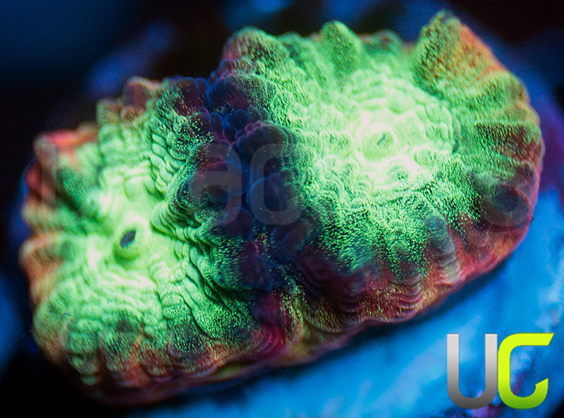 JF Psycho Rainbow Rim Favia