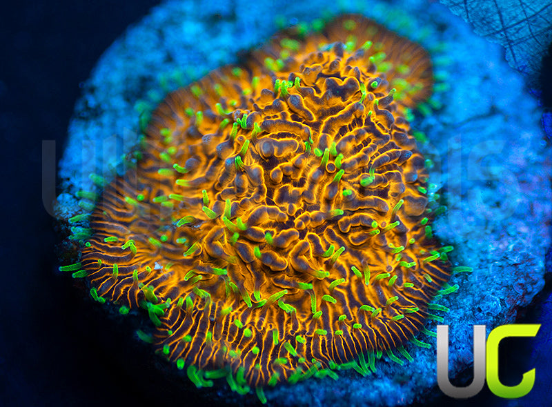 UC Fuzzy Navel Litho