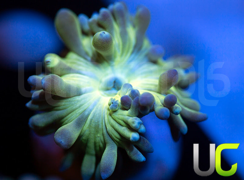 UC Blue Tipped Duncan