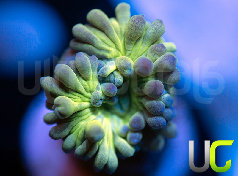 UC Blue Tipped Duncan