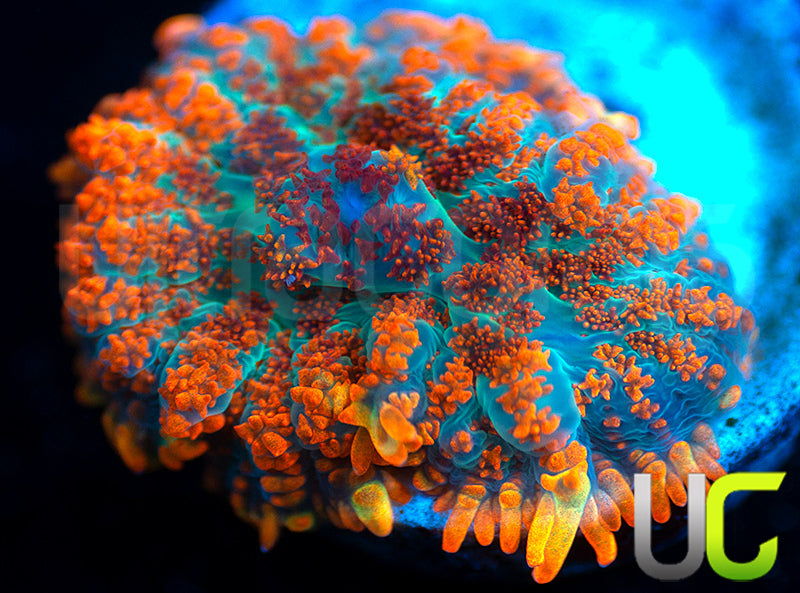 UC Hells Spells Mushroom