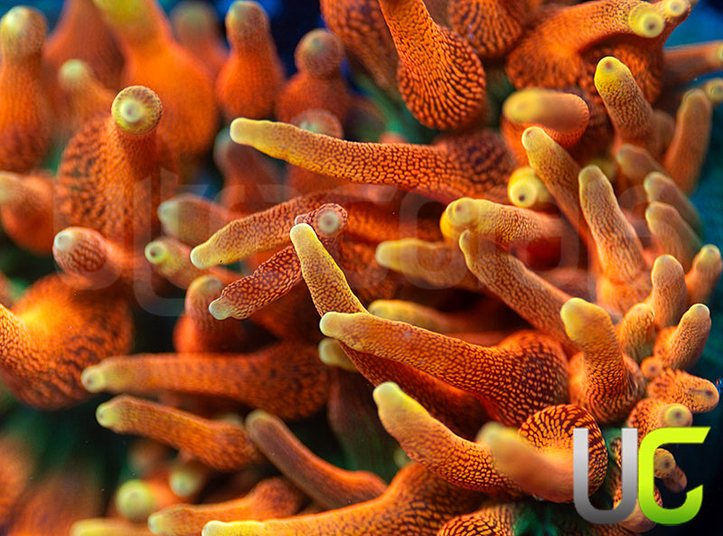 Colorado Sunburst Anemone