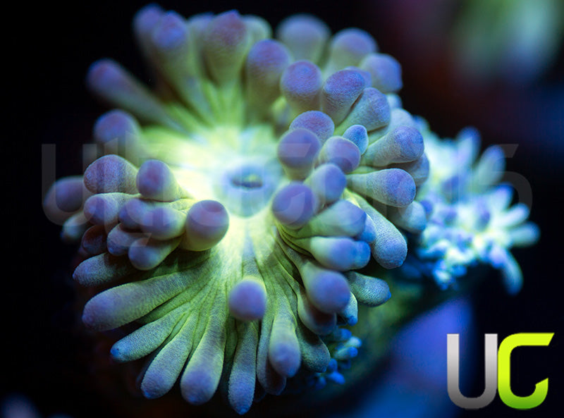 UC Blue Tipped Duncan