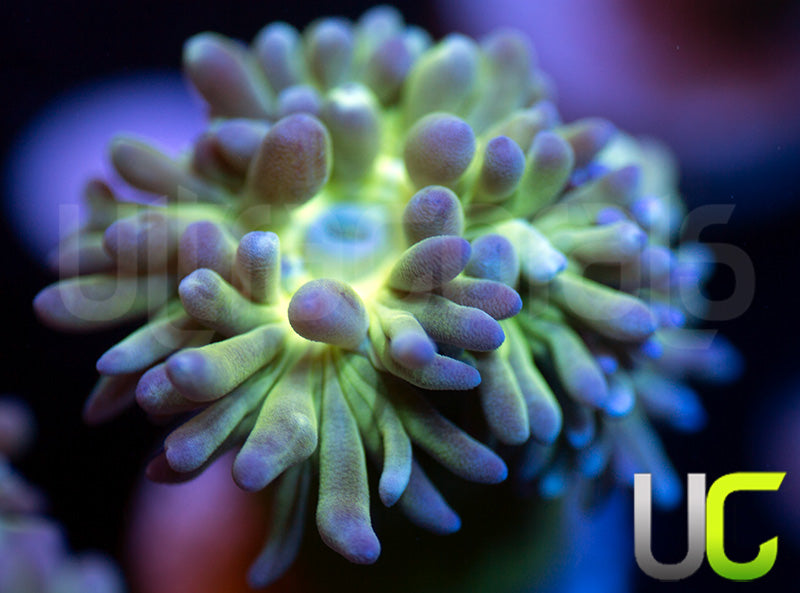 UC Blue Tipped Duncan