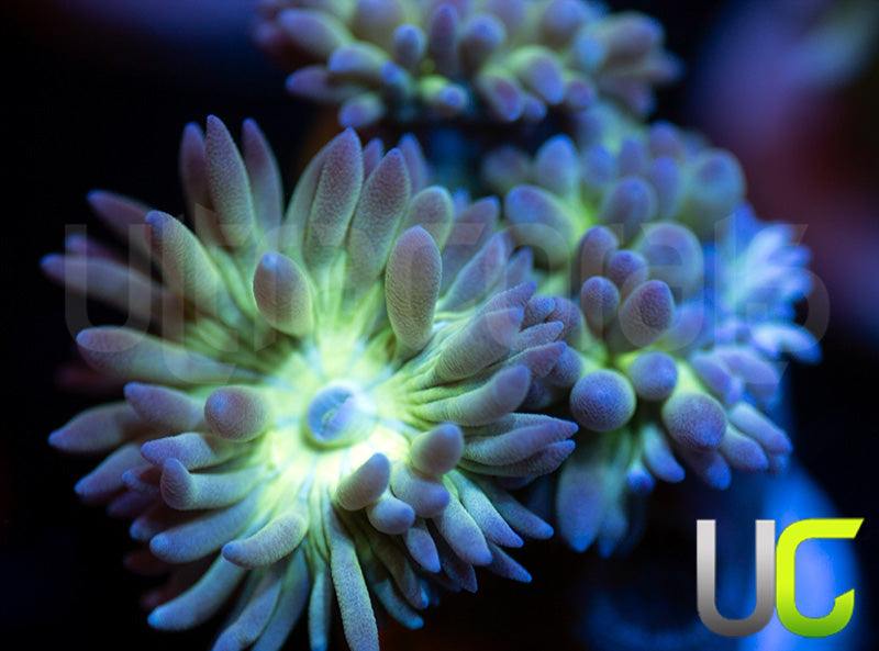 UC Blue Tipped Duncan