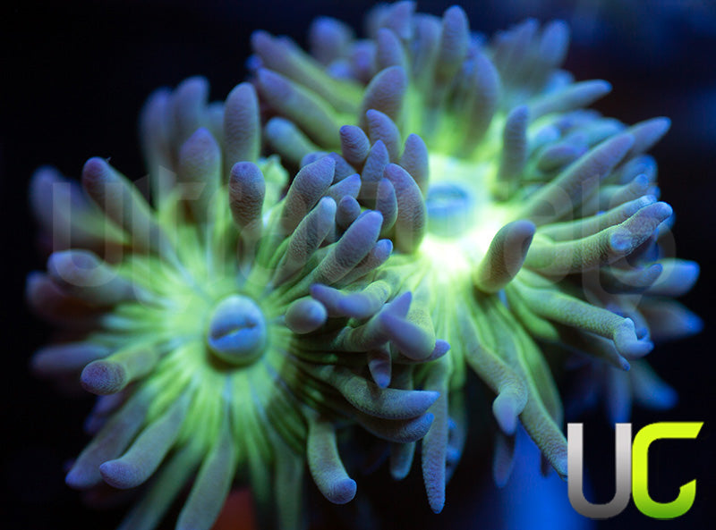 UC Blue Tipped Duncan