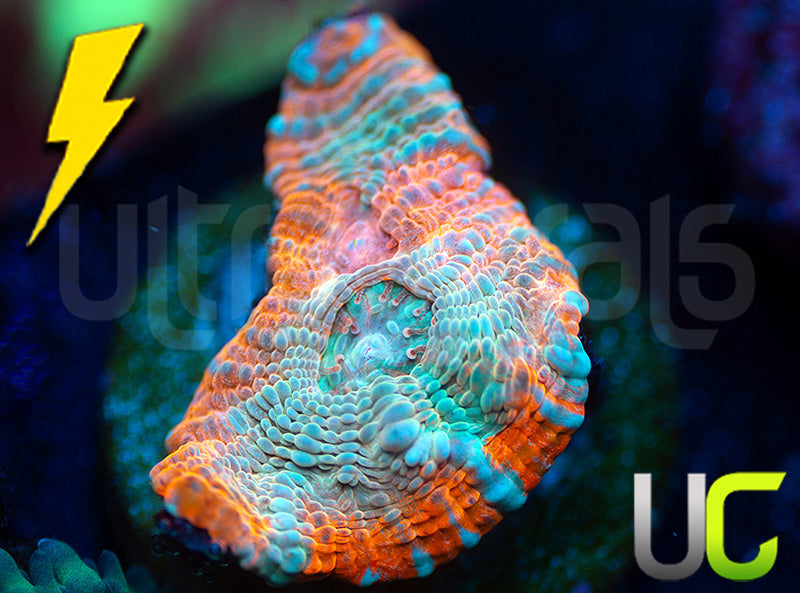 UC Holograph Chalice