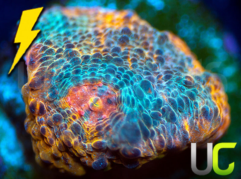 UC Glass House Chalice