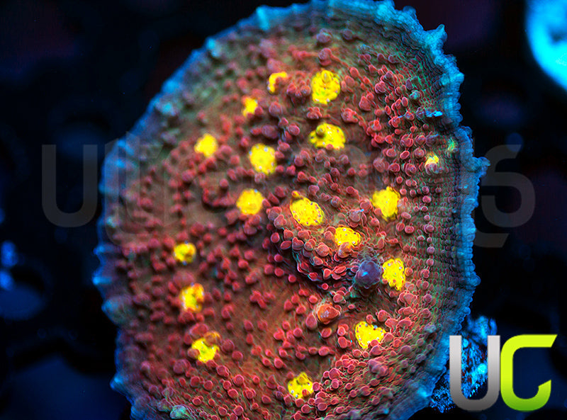 Magma Meltdown Chalice