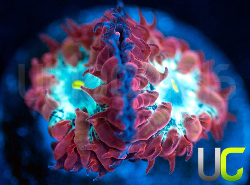 UC Azure Sky Blastos