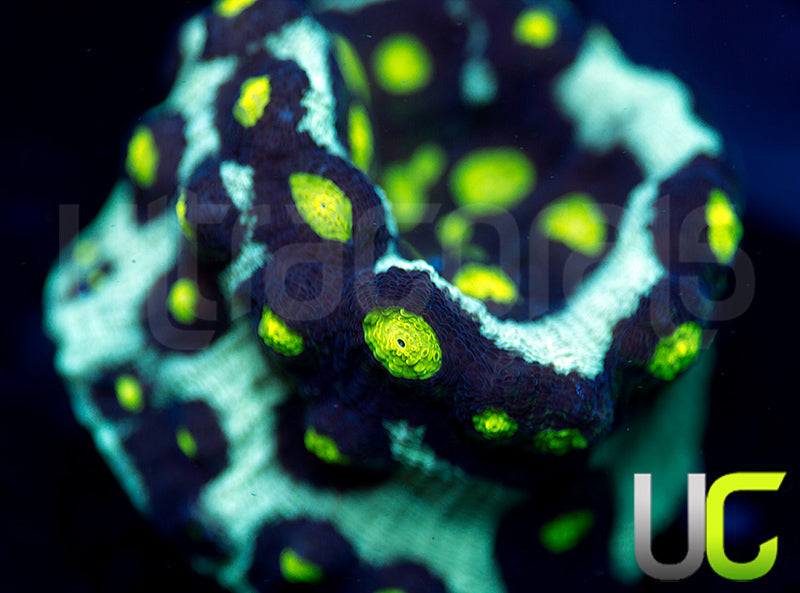 UC Shadow Doom Cupping Chalice