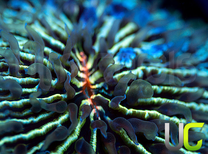 UC Baby Love Aquacultured Fungia