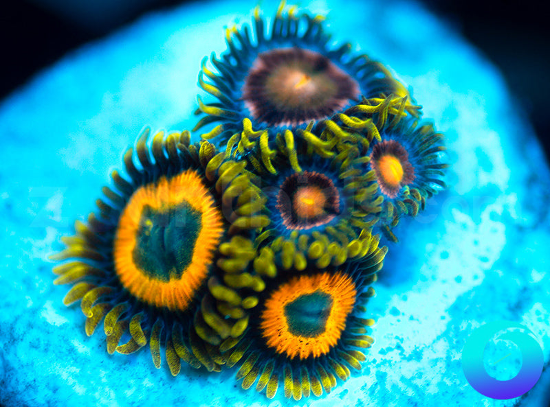 Scrambled Eggs Rocketeers Combo