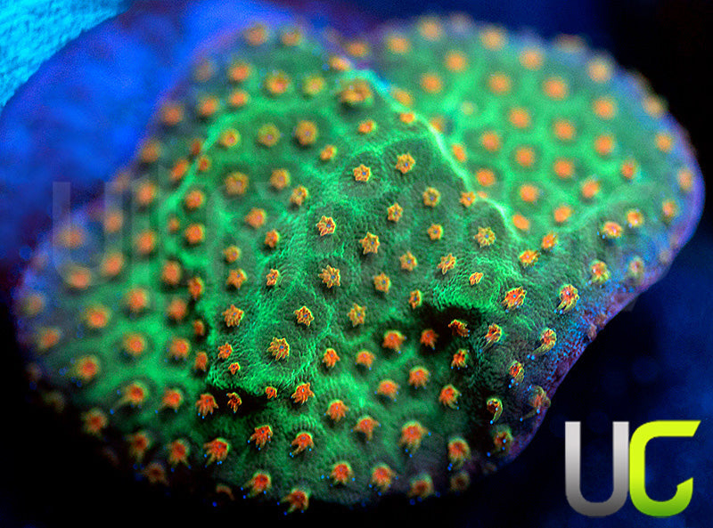 UC Reptar Porites