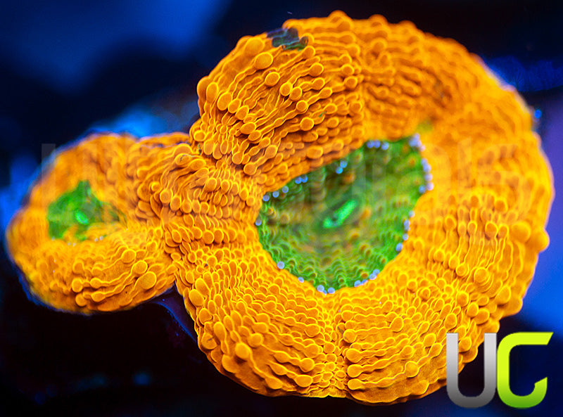 UC Halloween Acan Echinata